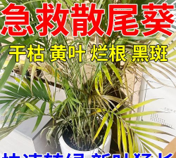 家庭养花用生根粉