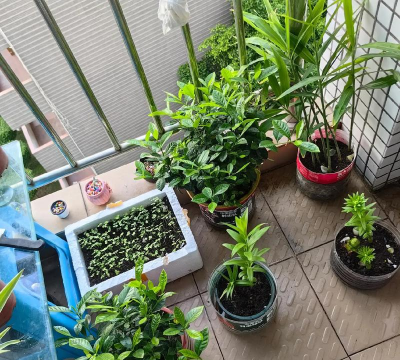 家庭养花用生根粉