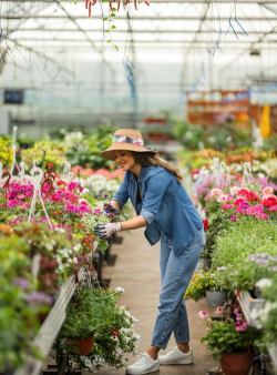 家庭养花用生根粉