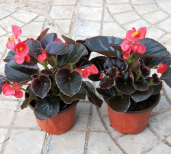 重瓣秋海棠有哪些品种