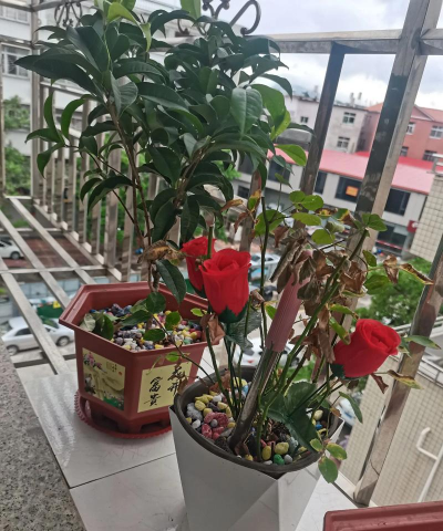 家庭养花用生根粉