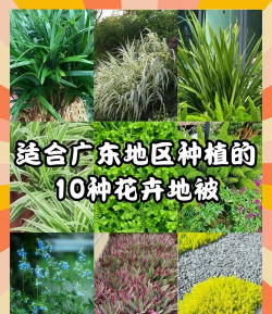 广东园林植被有哪些