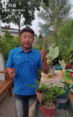 家庭养花用生根粉