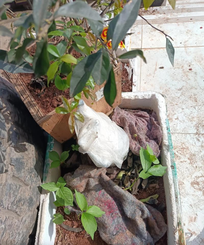 家庭养花用生根粉