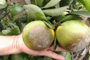 柑橘“干腐病”症状描述!注意加强果园管理,提高抗病力 柑橘“干腐病”症状描述!注意加强果园管理,提高抗病力