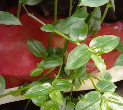 青叶吊竹梅怎么繁殖