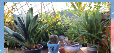 家庭养花用生根粉