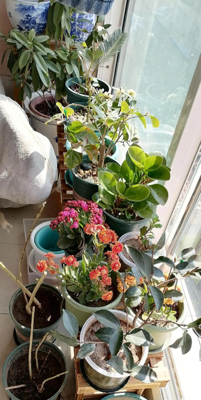 家庭养花用生根粉