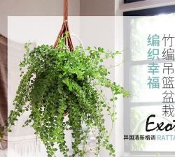 植物泰国翡翠怎么养