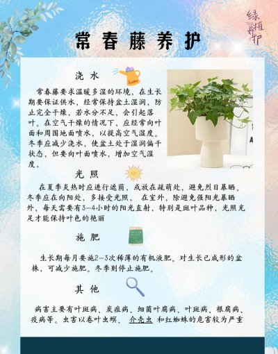 常春藤怎么培育