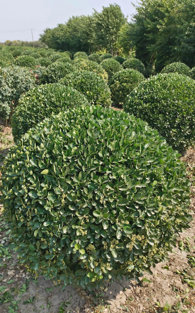 冬青球如何种植