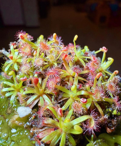 迷你茅膏菜哪些是湿地