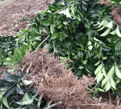 纽荷尔高效栽培技术