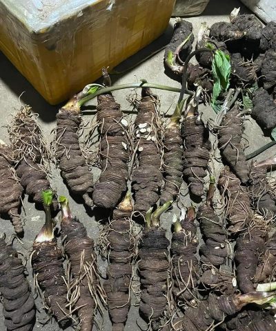 根部像重楼的植物有哪些