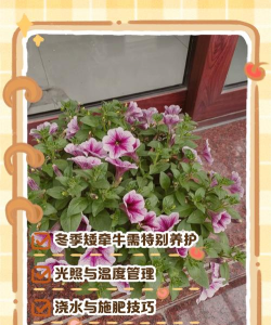 矮牵牛冬季怎么养