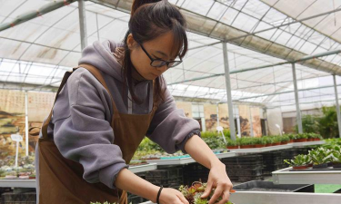 家庭养花用生根粉