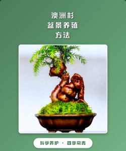 如何制作澳洲杉盆景