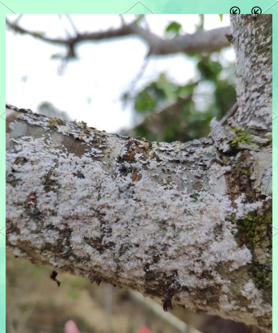 三华常见的病虫害哪些