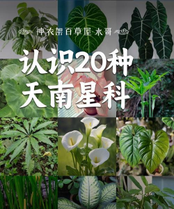哪些花是天南星科花材