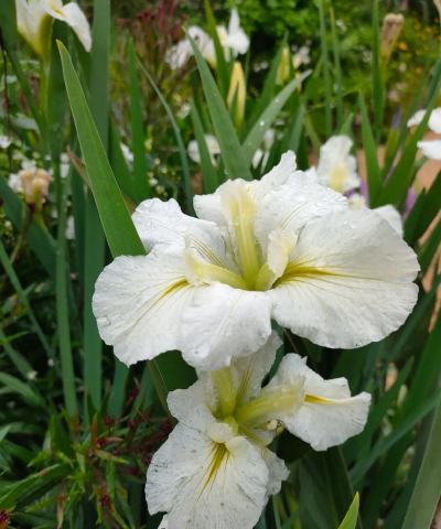 西伯利亚的花有哪些