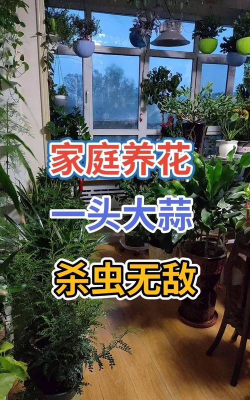 家庭养花用生根粉