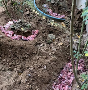 家庭养花用生根粉