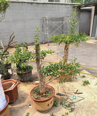 家庭养花用生根粉