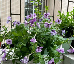 家庭养花用生根粉