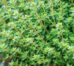 阔叶百里香怎么养