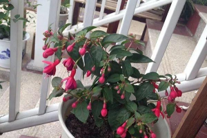 家庭养花用生根粉