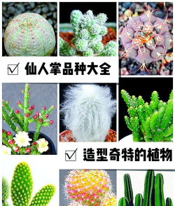 仙人掌的种类有哪些品种