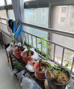 家庭养花用生根粉