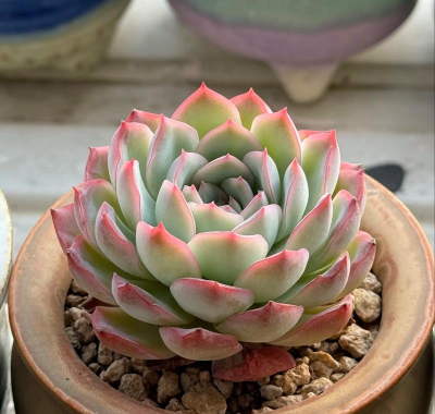 东云系列多肉有哪些品种