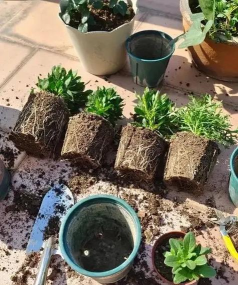 家庭养花用生根粉