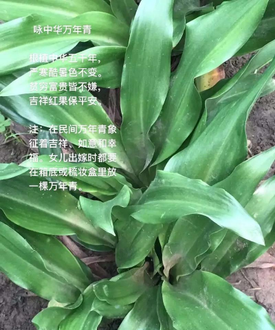 哪些植物花卉名带青字的