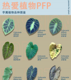 常见的天南星科植物有哪些