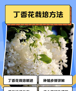 怎么种植丁香