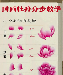 怎么认牡丹