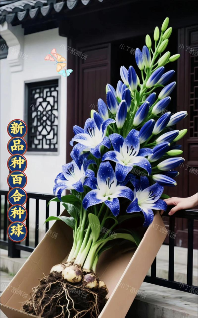 家庭养花用生根粉