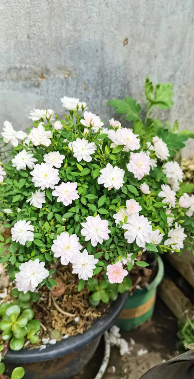 家庭养花用生根粉