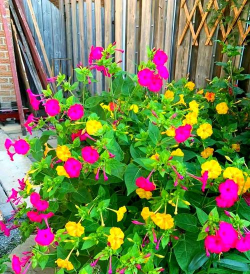 夏天有哪些长在地上的花