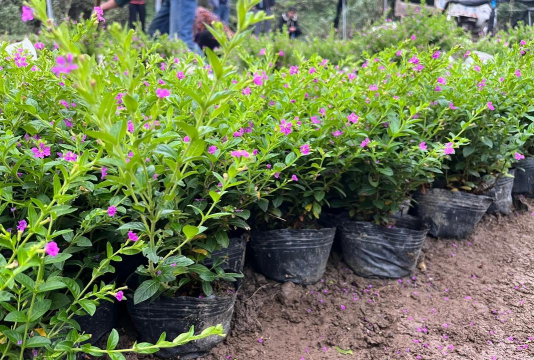 家庭养花用生根粉