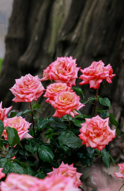 夏天开花月季有哪些品种