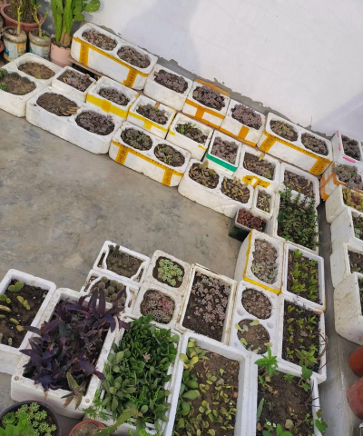 家庭养花用生根粉