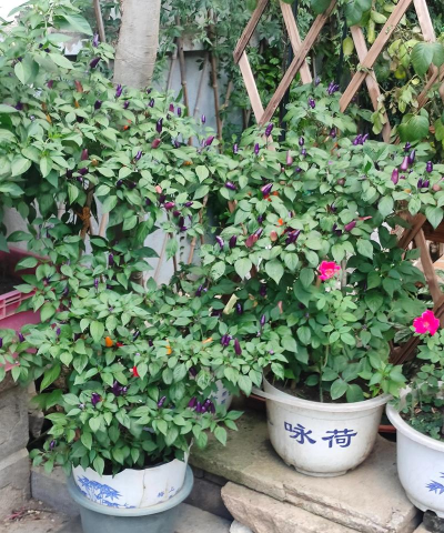 家庭养花用生根粉