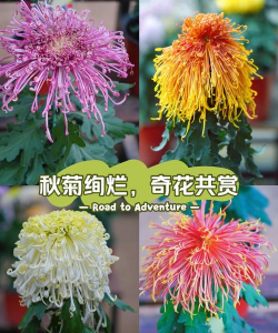 秋菊什么品种好