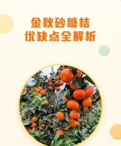 金秋沙糖桔的优点和缺点
