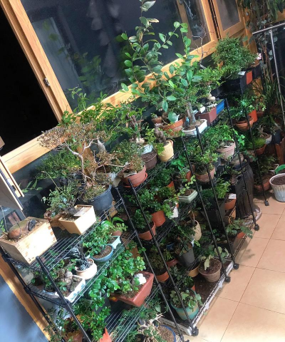 家庭养花用生根粉