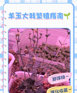 家庭养花用生根粉