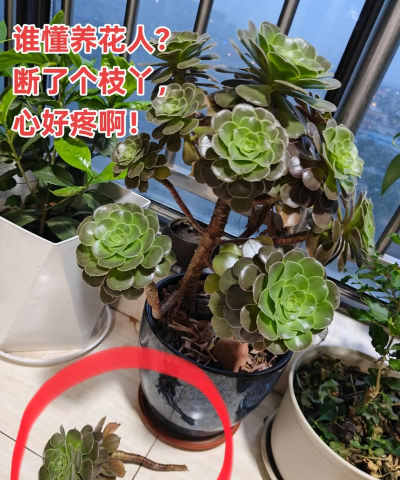 家庭养花用生根粉